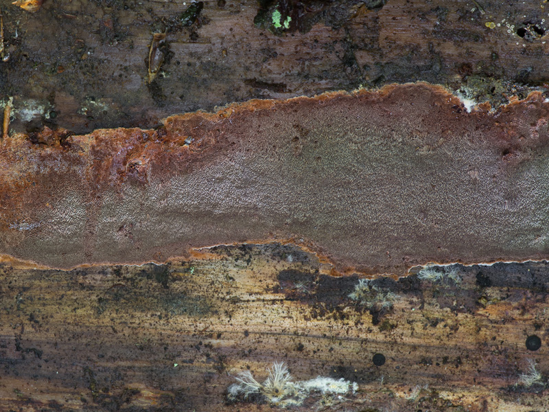 Phellinus ferrugineofuscus